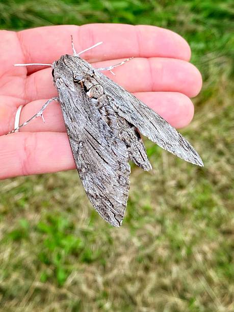 istock Death’s-head hawkmoth (Acherontia atropos) one of Europe’s biggest moths. 2243938542