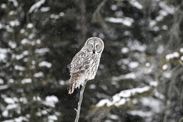 istock Great Grey Owl camouflaged in the forest of Alberta during a snowfall, Canada 2243940026