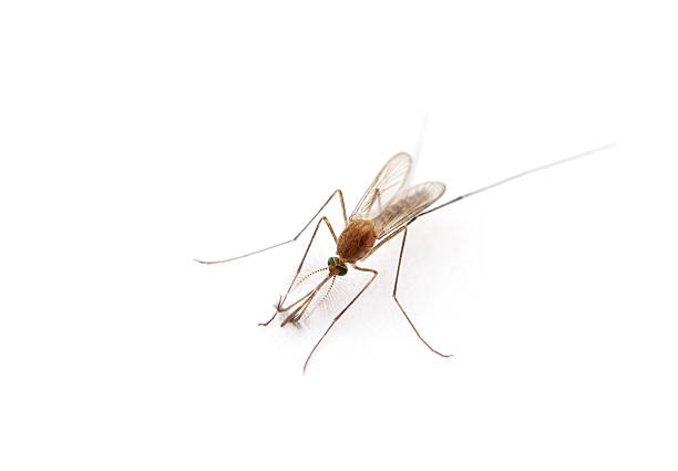 istock Supermacro of Mosquito isolated on white. 2243941508