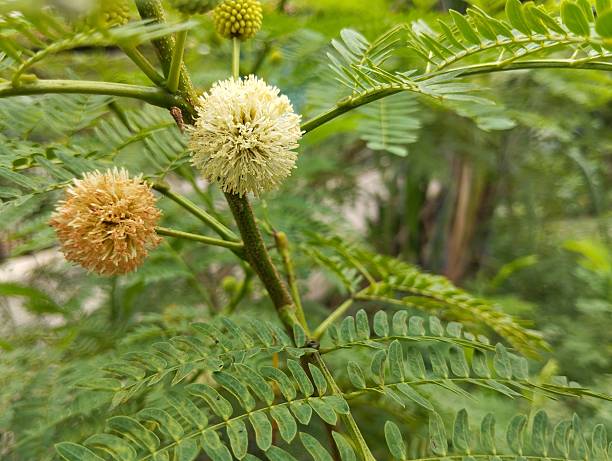 istock Lead tree flower (Leucaena leucocephala) in garden 2243941896