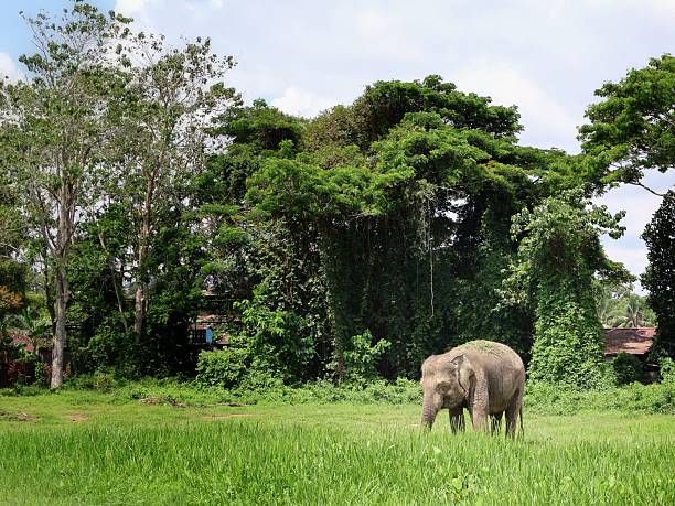 A single, medium-sized elephant walks across a sparse, grassy outdoor enclosure near a dense line of trees and a concrete wall.