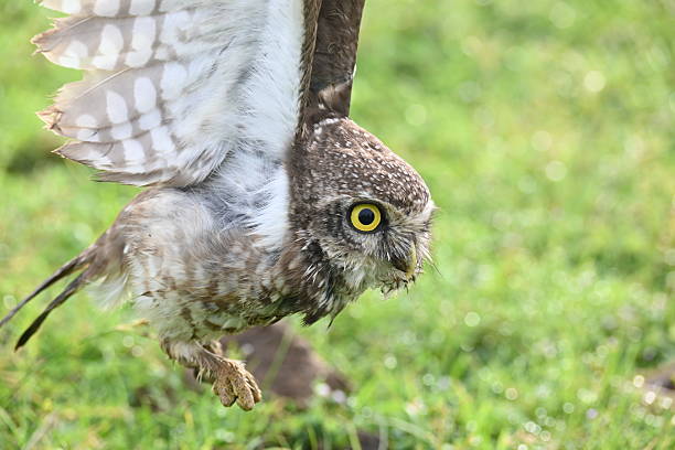 istock Spotted owlet or Athene brama owlet. 2243942359