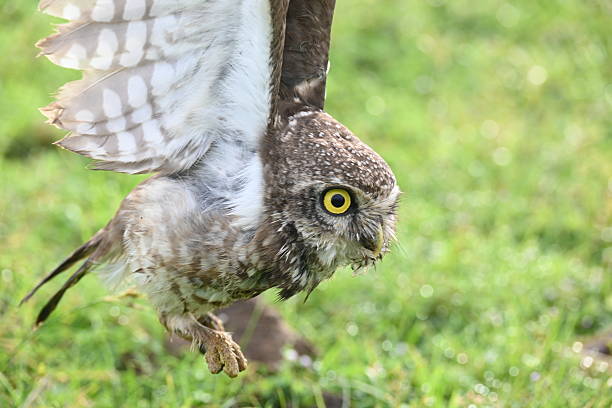 istock Spotted owlet or Athene brama owlet. 2243942370