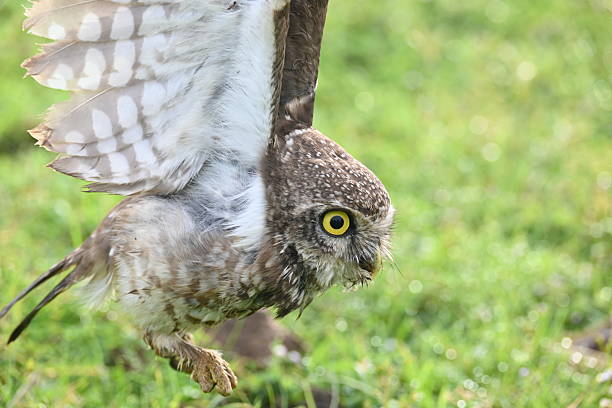 istock Spotted owlet or Athene brama owlet. 2243942453