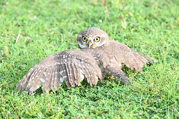 This large owl with the distinctive face, large forward-facing eyes, horns and deep resonant call is associated with a number of superstitions. Like many other large owls, these are considered birds of ill omen. Their deep haunting calls if delivered from atop a house are considered to forebode the death of an occupant. A number of rituals involving the capture and killing of these birds have been recorded. Salim Ali notes a wide range of superstitions related to them but notes two as being particularly widespread. One is that if the bird is starved for a few days and beaten, it would speak like a human, predicting the future of the tormentor or bringing them wealth while the other involves the killing of the bird to find a lucky bone that moved against the current like a snake when dropped into a stream.Belief in these superstitions has led to the persecution of the species in many areas by tribal hunters. The capture of these birds is illegal under Indian law but an underground market continues to drive poaching.