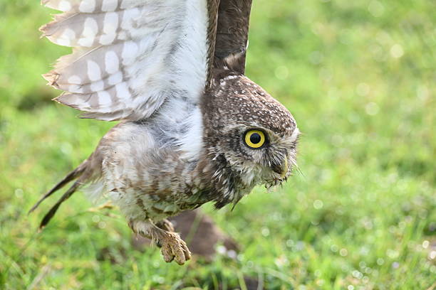 istock Spotted owlet or Athene brama owlet. 2243942732