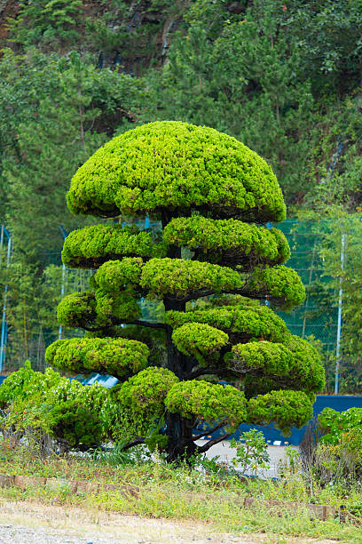 A bonsai tree at the Torii square on a sunny day