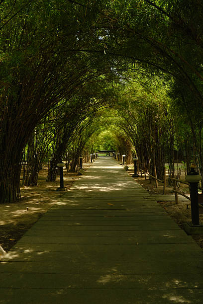 istock Bamboo tunnel path in tropical park 2243946639