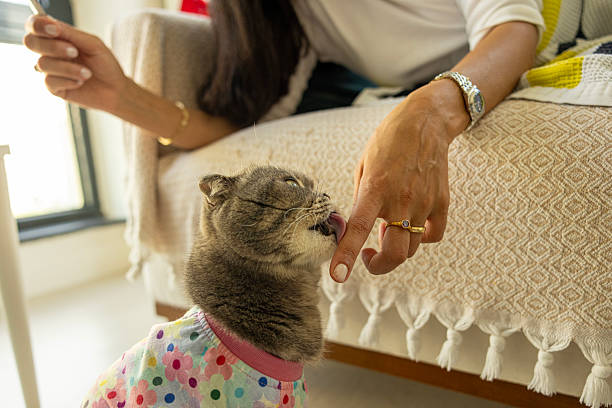 istock Domestic Cat Enjoying Its Meal 2243950371