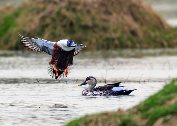 istock Colorful duck in flight over a pond. 2243951847