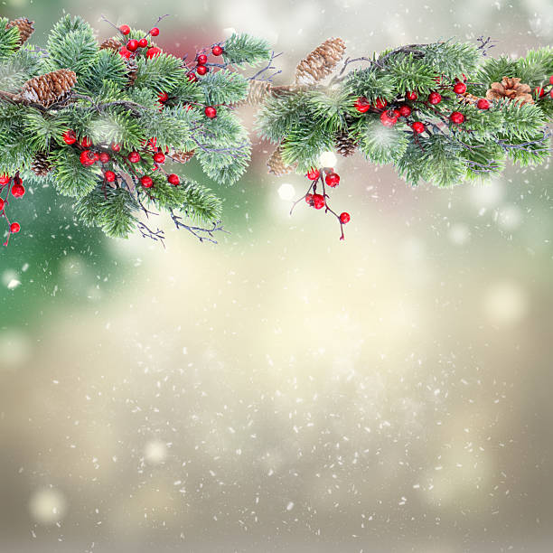 twig with red berries and green evergreen tree twig over gray bokeh background with snow drops banner