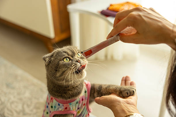 Cheerful mature Asian woman with a cute tubby cat in her arms at home, friendship and love for pets. Selective focus.