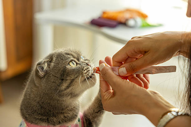 woman is feeding ginger cat, cat eats from female hands. Feeding cat with delicious cat food