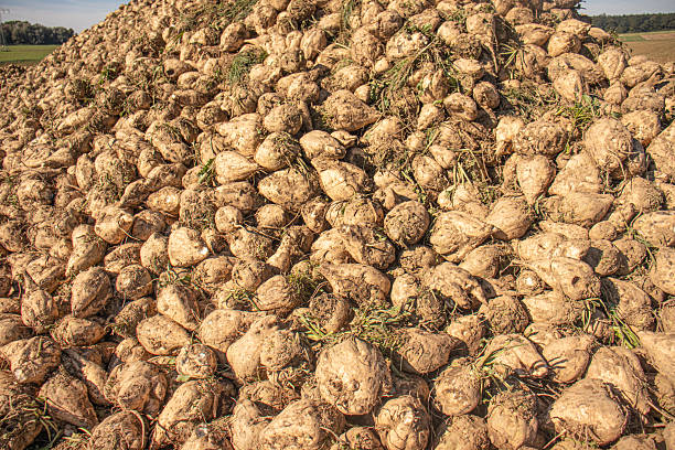 Large pile of freshly harvested sugar beets covered in soil
