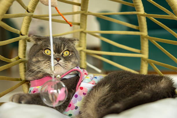 close up of Scottish Fold cat