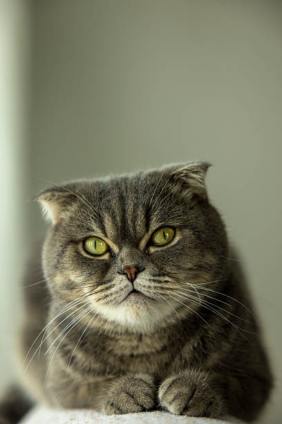 istock close up of Scottish Fold cat 2243954968