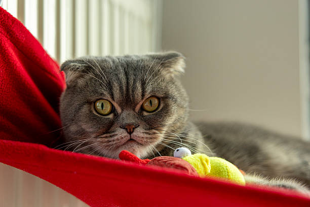 close up of Scottish Fold cat