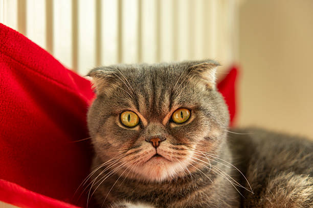 British shorthair cat sitting on the kitchen counter