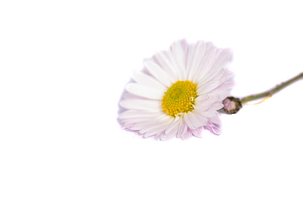 chrysanthemum flower on a long stem on a white background is insulated
