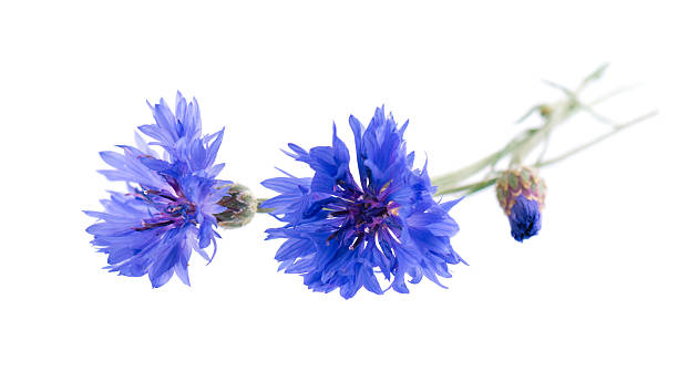istock Blue Cornflower isolated on white background. Centaurea cyanus or bachelor's button flowers. 2243958161
