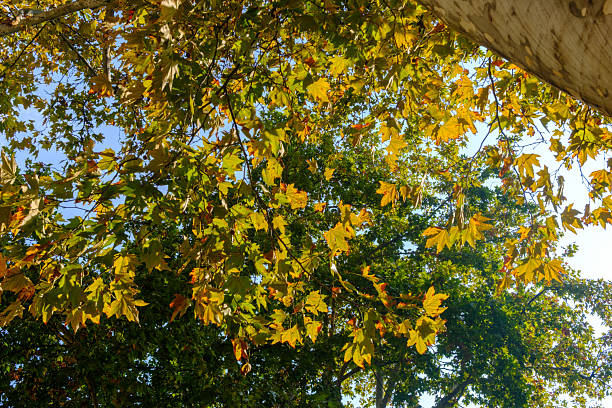 Trees in October along corso Sempione, Milan, Lombardy, Italy