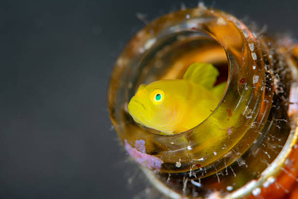 An underwater macro photograph of a Yellow Goby (Lubricogobius exiguus) peeking out from inside a glass bottle on the ocean floor. The goby’s bright yellow body and emerald-green eyes stand out against the dark background, creating a striking contrast. This image symbolizes the coexistence of marine life and man-made objects, often found in tropical seas.