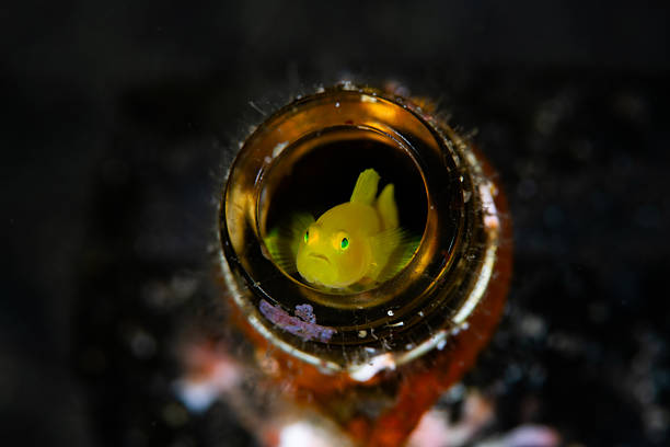 An underwater macro photograph of a Yellow Goby (Lubricogobius exiguus) peeking out from inside a glass bottle on the ocean floor. The goby’s bright yellow body and emerald-green eyes stand out against the dark background, creating a striking contrast. This image symbolizes the coexistence of marine life and man-made objects, often found in tropical seas.
