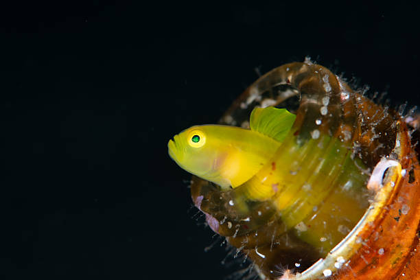 An underwater macro photograph of a Yellow Goby (Lubricogobius exiguus) peeking out from inside a glass bottle on the ocean floor. The goby’s bright yellow body and emerald-green eyes stand out against the dark background, creating a striking contrast. This image symbolizes the coexistence of marine life and man-made objects, often found in tropical seas.