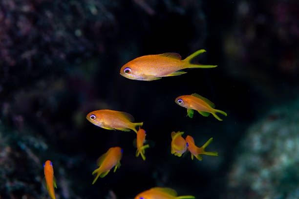A very rare fish called Pandagenrokudai
