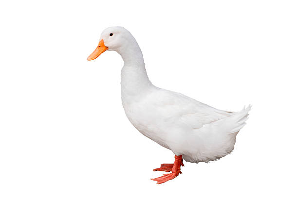 istock White domestic duck standing isolated on white background with clipping path. White duck with orange beak and feet. Concept of agriculture, poultry farming, and natural animal life 2243961606