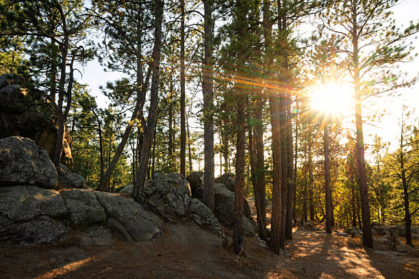 Golden sunlight filtering through tall pine trees near Mount Rushmore, South Dakota. Warm evening atmosphere in the Black Hills forest at sunset.