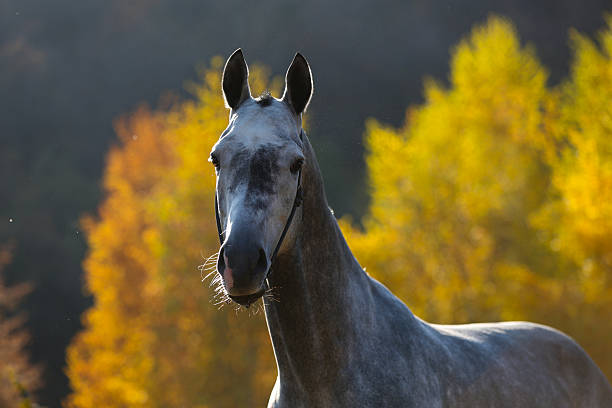 Portrait of a gray horse on a background of autumn forest.