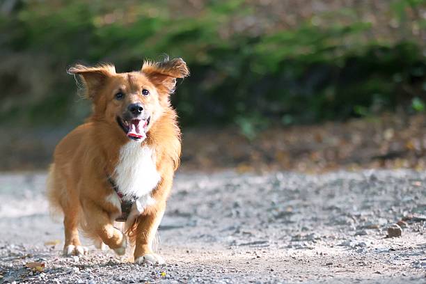 istock Happy dog running on a forest path 2243964881