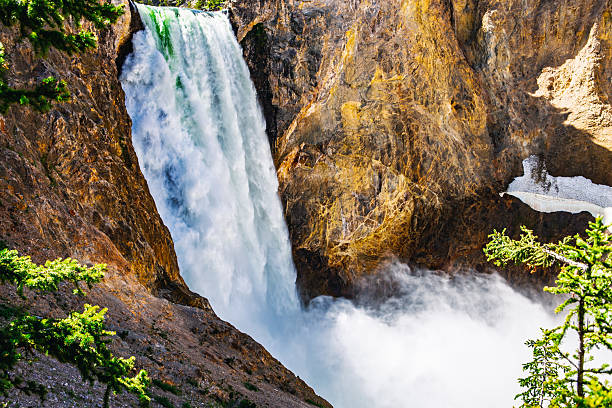 Water plunges from a steep cliff into a deep canyon filled with mist and spray in Yellowstone National Park. Golden rock walls frame the white water as it crashes into the pool below. Evergreen trees line the canyon rim, adding contrast against the textured cliffs. Captured during midday in clear summer light, the image highlights natural forces and geological beauty of the Western USA. Camera remains fixed, emphasizing vertical drop and energy of the falls. Real life outdoor nature scene.