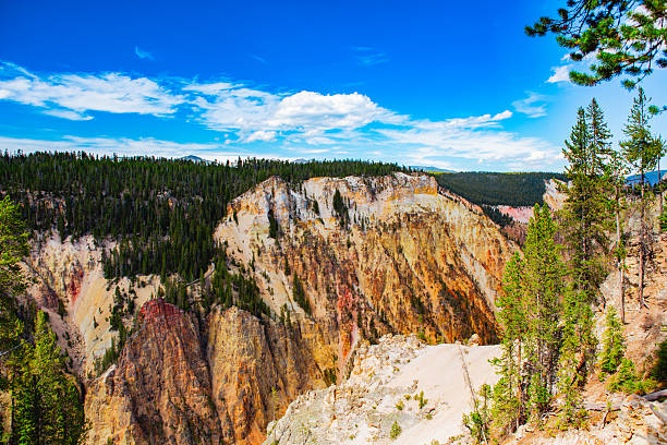 A vivid landscape view of the Grand Canyon of Yellowstone showcases steep multicolored cliffs of gold, orange, and red mineral rock framed by dense evergreen trees. The forest extends across the canyon rim under a striking blue sky dotted with soft clouds. Captured in daylight with rich color contrast and geological texture, the image highlights the natural artistry of Yellowstone’s volcanic terrain and erosion-carved formations. Real life outdoor nature scene in Western USA.