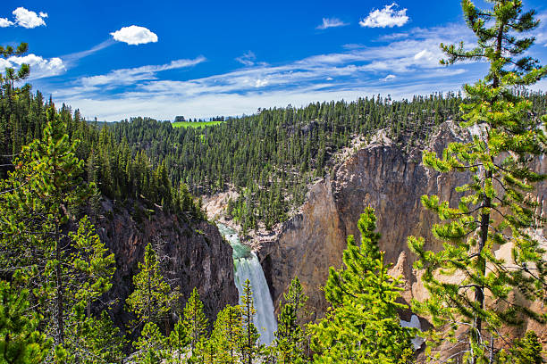 A tall waterfall drops into a rugged canyon surrounded by dense evergreen forest in Yellowstone National Park. The blue sky is scattered with light clouds above green treetops and golden rock formations. Captured during midday in summer, the image highlights the contrast between the powerful flow of the water and the calm, sunlit forest plateau above. Camera remains fixed, emphasizing depth, scale, and natural beauty of the Western USA landscape. Real life outdoor nature scene.
