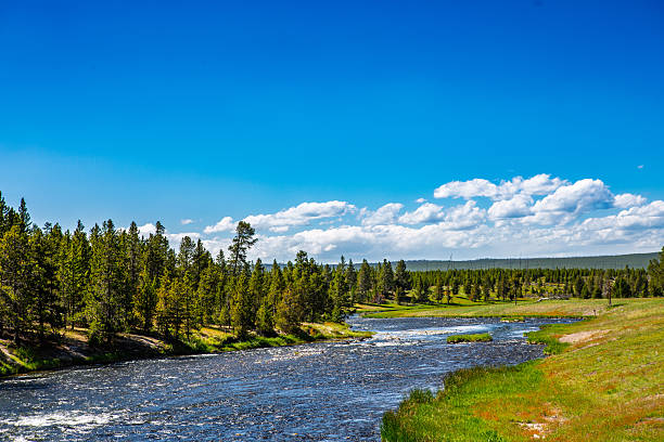 A bright summer scene of a clear river curving through green meadows and lodgepole pine forest beneath a vast cobalt sky dotted with puffy cumulus clouds—classic Yellowstone tranquility with sunlit ripples on the water.