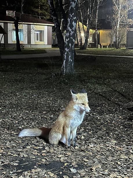 istock Urban Wildness: Fox Pausing in Residential Alley with House Backdrop 2243968122