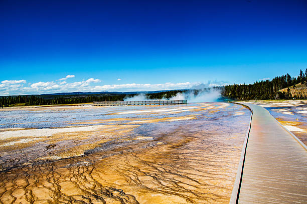 Wide landscape of Yellowstone’s Midway Geyser Basin with a curving boardwalk leading toward steam rising from Grand Prismatic Spring. Foreground shows rippled silica and orange-brown microbial mats under a vivid blue sky and distant evergreen forest.