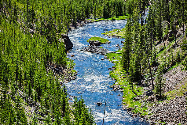 A high viewpoint looks down on the Gibbon River winding through a steep, lodgepole-pine canyon in Yellowstone. Sunlit blue water ripples around boulders and a small logjam, with bright green grassy banks contrasting talus slopes and fallen snags from past fires.