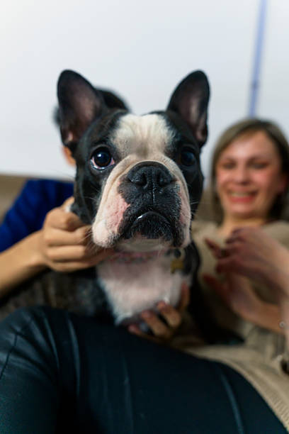 istock Boston terrier dog cuddling with two people at home 2243969542