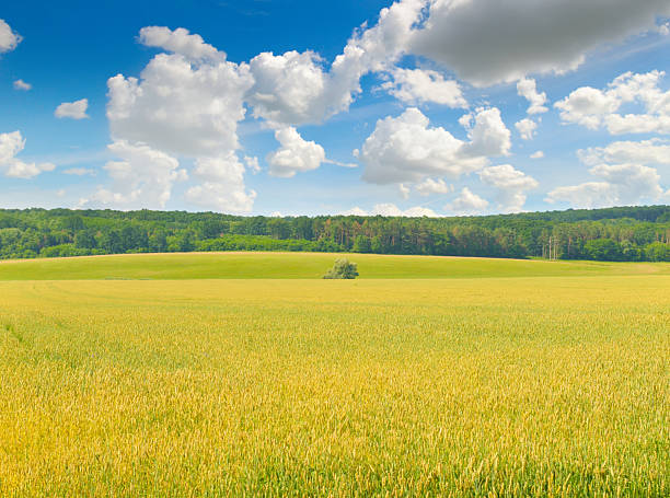 istock Golden Wheat Field Landscape Under a Bright Blue Sky with Cumulus Clouds 2243969639