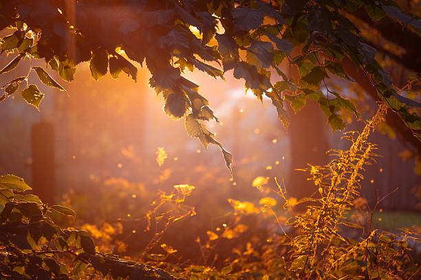 istock Golden Autumn Leaves Sunlight Bokeh in Forest 2243970161
