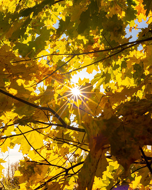 istock Bright backlit maple leaves in autumn forest 2243970541
