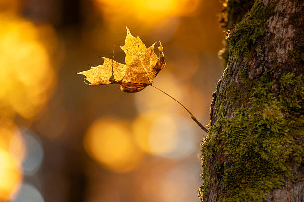 istock Bright backlit maple leaves in autumn forest 2243970562