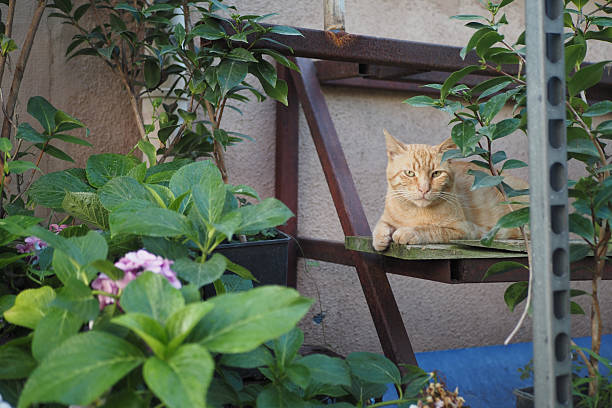 istock Orange cat relaxing among green plants in garden setting 2243970651