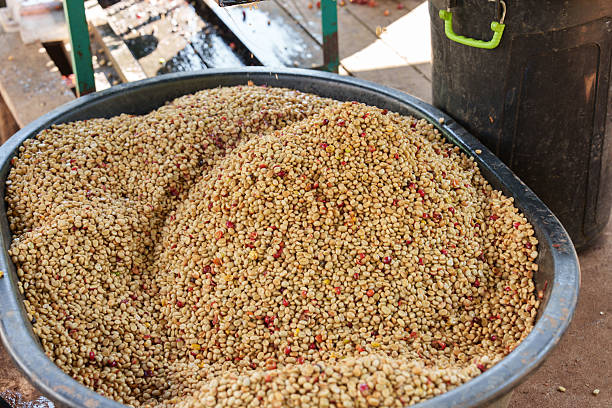 istock Close-up of freshly picked coffee beans waiting for the processing step of drying and roasting. 2243972505