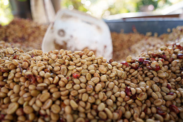 Close-up of freshly picked coffee beans waiting for the processing step of drying and roasting.