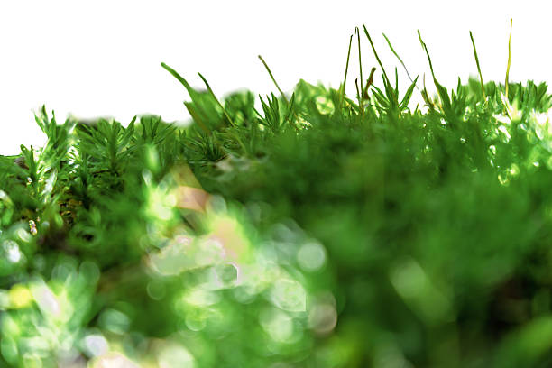 grassland on the snow mountain slope