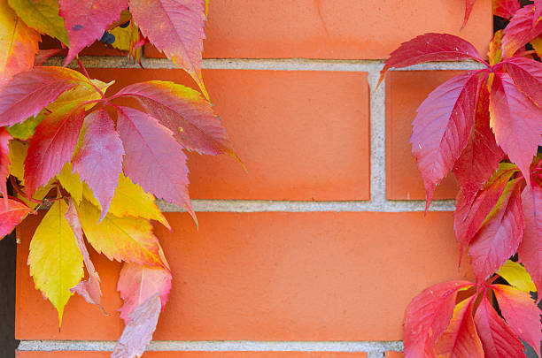 Red brick wall with decorative grapevine and red autumn leaves on sides, copy space in center, perfect natural outdoor or garden background